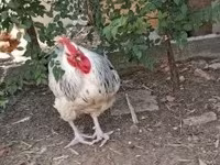 Chickens — zdjęcie 6