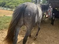 Cheval, Chevaux — photo 2