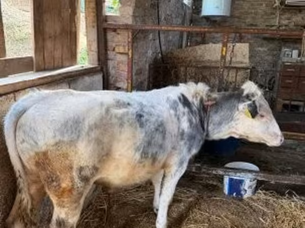 Bika, Belgiumi kék — Magyarország