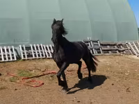 Jument, Friesian — photo 4
