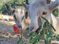 Billy Goat, Goats — photo 2