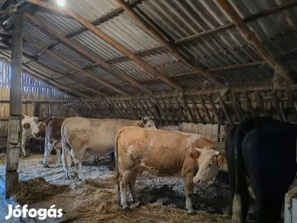 Tehén, Simmental cattle