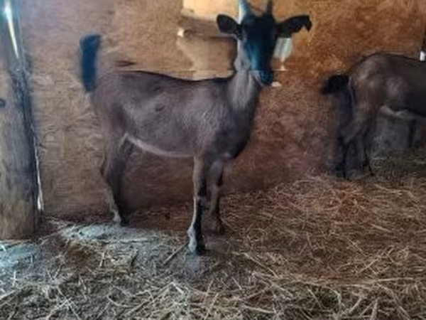 Nőstény kecske, Alpine goat