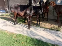 Kos, Arashan sheep — 4. fotó