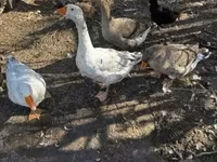 Geese — 3. fotó