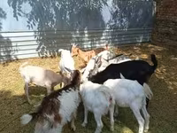 Ziegenbock, Saanen goat — Foto 2