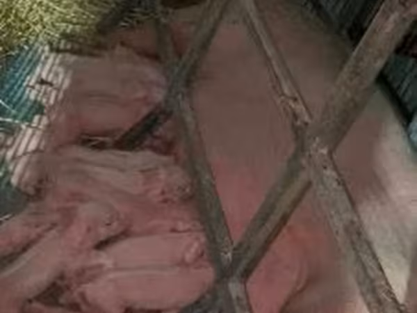 Sow, Pigs — Hungary