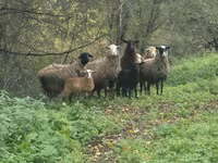 Sheep, Sheep — photo 1