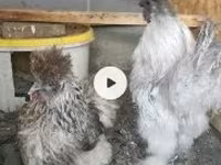 Chickens — Foto 3