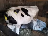 Tehén, Russian Black pied cattle — 3. fotó