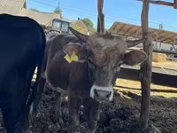 ثور, Simmental cattle — الصورة 5