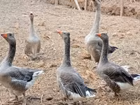 Geese — 8-сурет