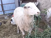 Kos, Romanov sheep — 1. fotó