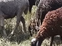 Juh, Romanov sheep — 4. fotó
