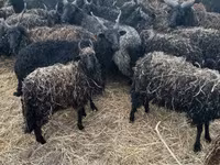 Sheep (batch, sex not specified), Sheep — photo 2
