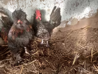 japán bantam — 1. fotó