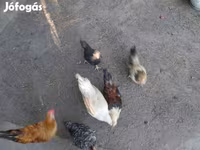 ياباني بانتام — الصورة 2