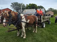 Hengst, Pinto horses — Foto 3