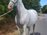 Kanca, Lipizzaner — 2. fotó