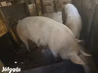 Locha, Świnie — zdjęcie 7