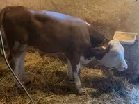 Bull, Hungarian Grey breed — photo 5