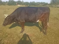 بقرة, Simmental cattle — الصورة 3
