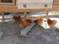 Pekin bantam — foto 2
