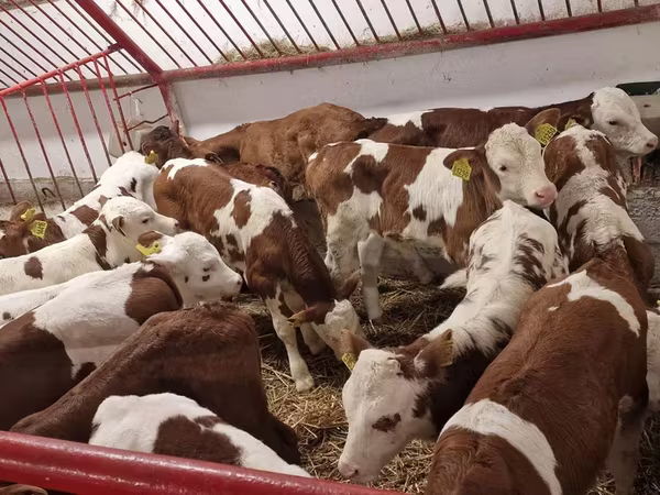Bulle, Simmental cattle