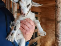 Nőstény kecske, Australian Miniature goats — 1. fotó