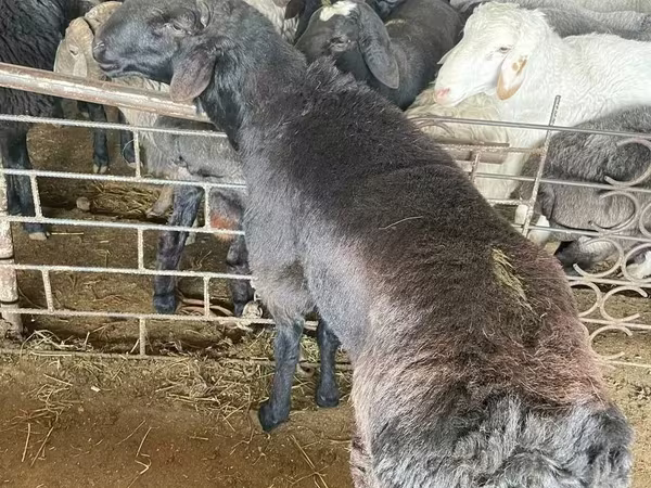 Kos, Juhok