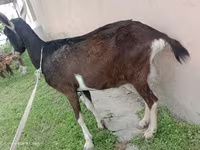 Nőstény kecske, Alpine goat — 4. fotó