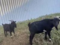 Billy Goat, Nigerian dwarf goats — photo 1