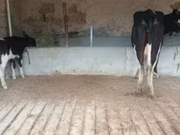 Cow, Latvian Blue cattle — photo 4
