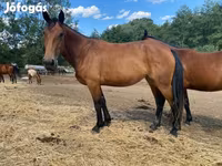 Yegua, Nonius horse — foto 2