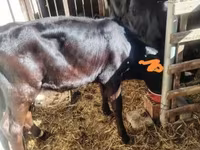 Vaca, Raza Holstein — foto 6