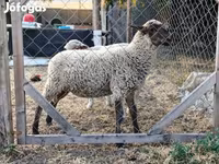 Schaf, Schafe — Foto 4