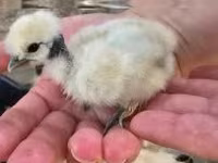 Chickens — الصورة 1