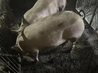 Boar, Pigs — photo 3