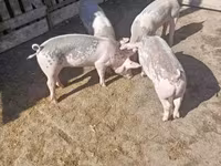 मादा सूअर, सूअर — फ़ोटो 2