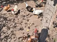 Chickens — photo 4