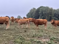 Kuh, Limousin-Kuh — Foto 8