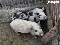 公猪, Вьетнамская вислобрюхая — 照片 2