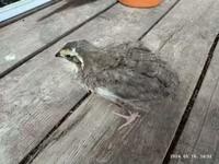 Quails — 5. fotó