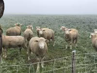 Carneiro, Ile-de-France sheep — foto 4