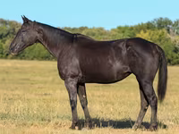 Kobyła, Quarter Horse — zdjęcie 1