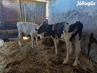 Bika, Russian Black pied cattle — 4. fotó