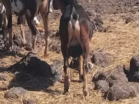 Bak, Kecskék — 2. fotó