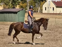 Mare, Hungarian horse breed — photo 5