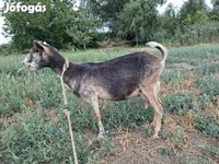 Ziege, Ziegen — Foto 4