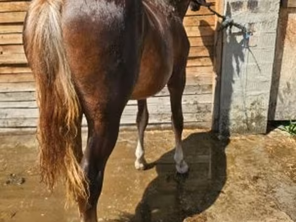 Mare, Horses — Hungary